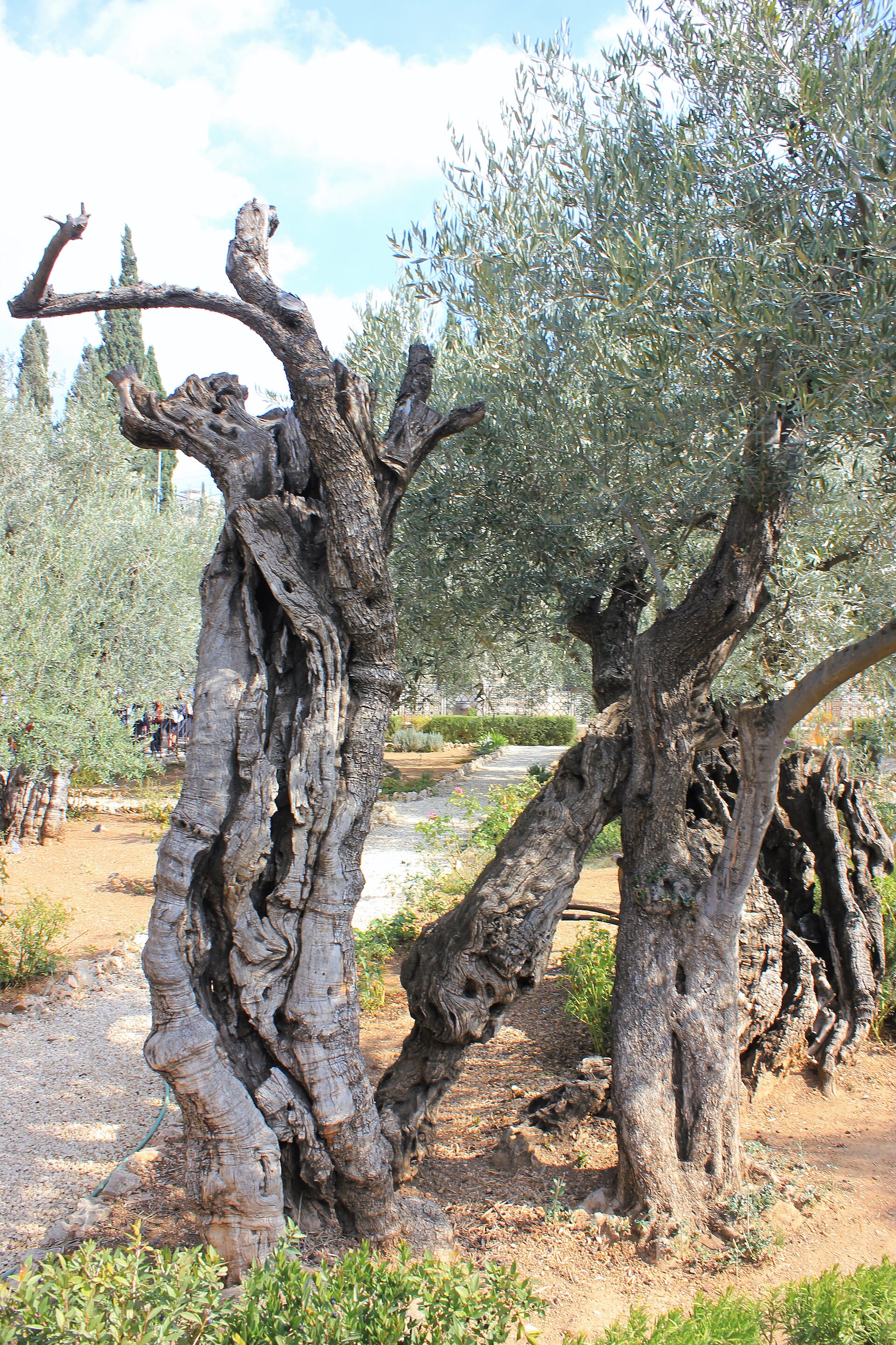 The Garden of Gethsemane on the Mount of Olives